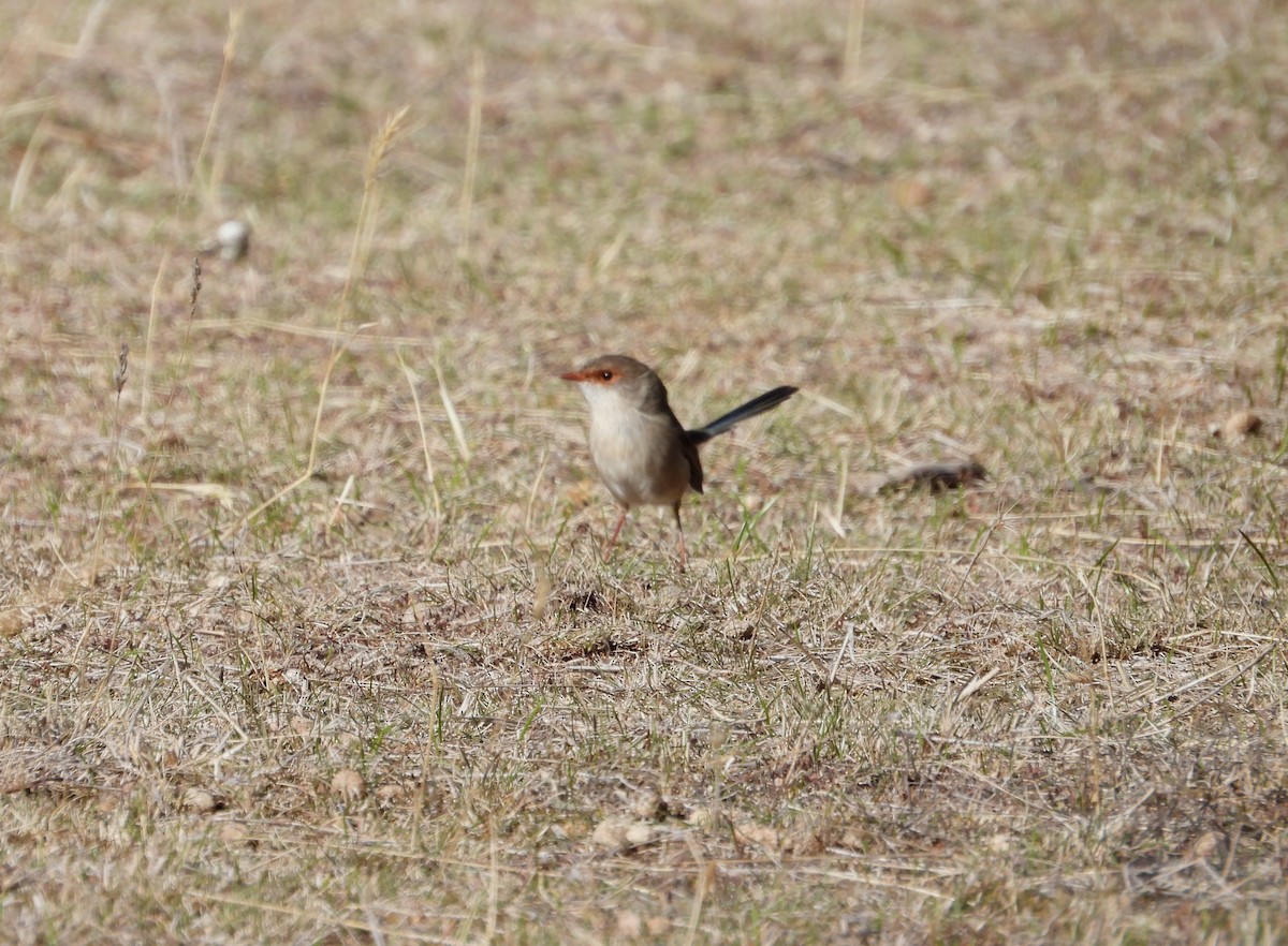 Superb Fairywren - Joanne Thompson