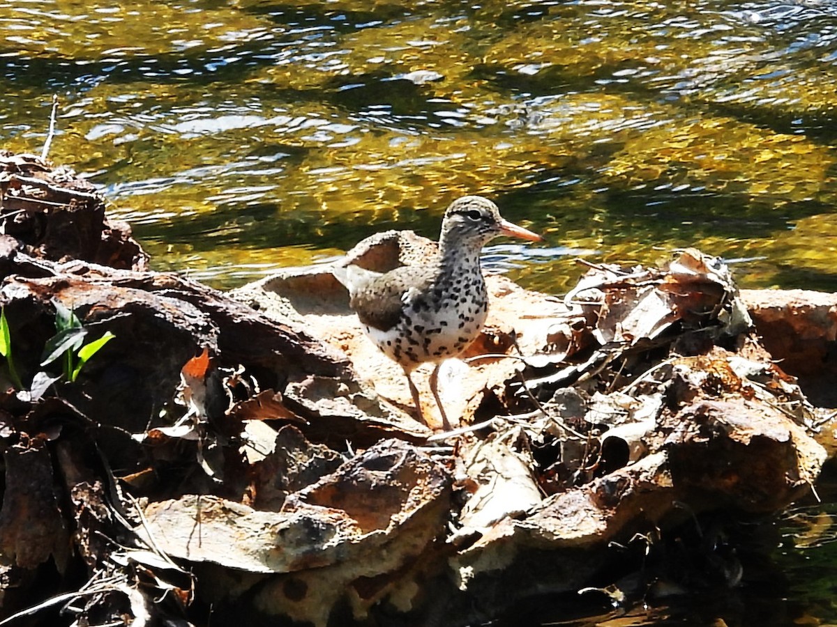 Spotted Sandpiper - Bill Blauvelt