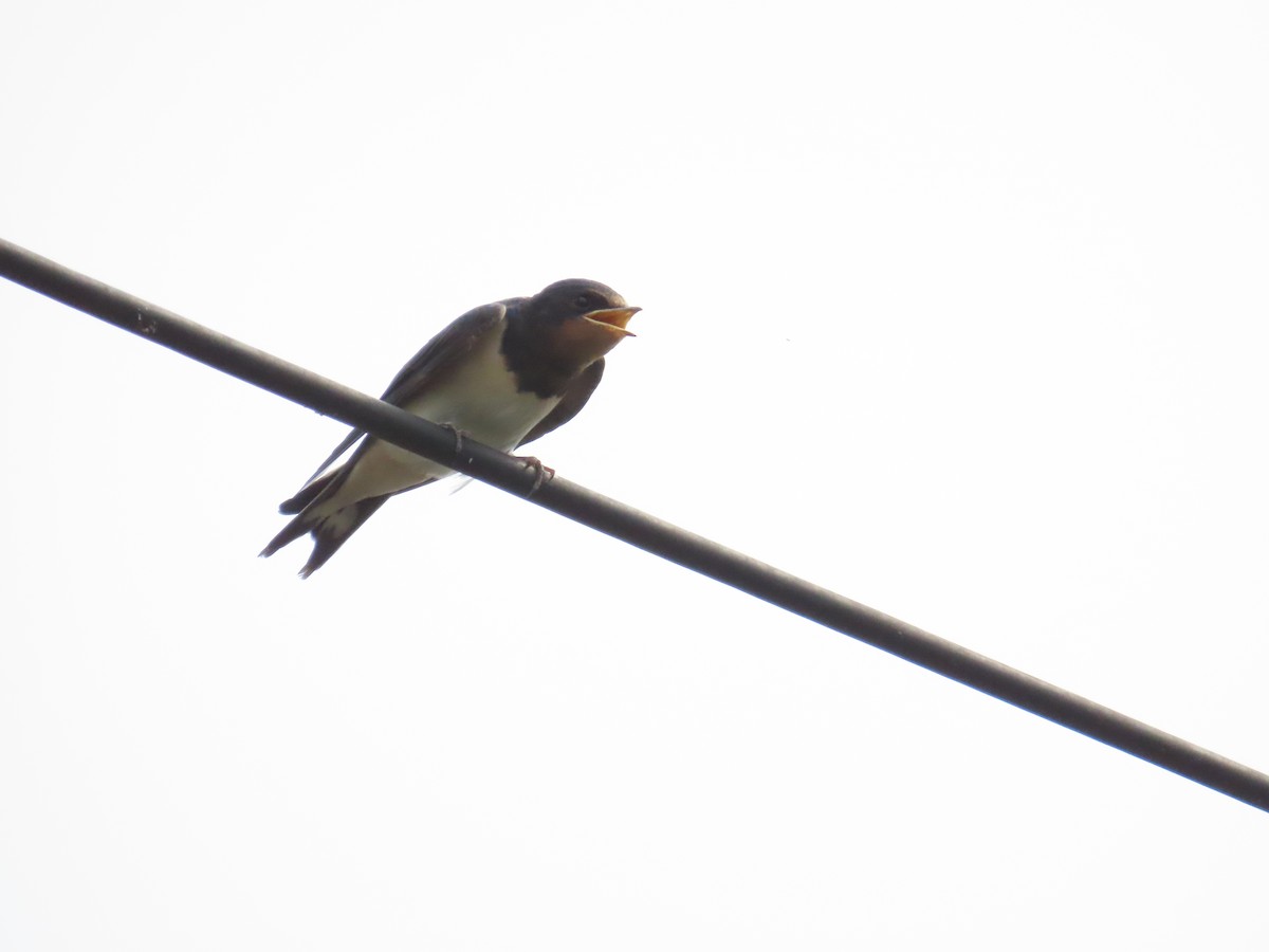 Barn Swallow - 韋勳 陳