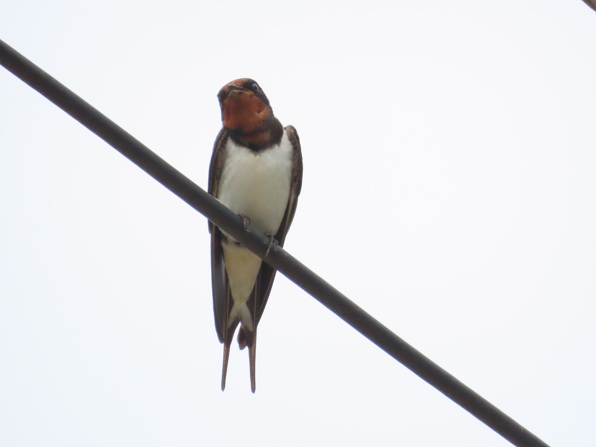 Barn Swallow - 韋勳 陳