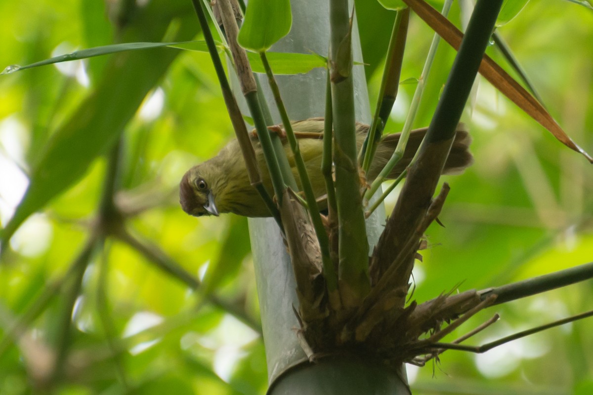 Pin-striped Tit-Babbler - ML618881120