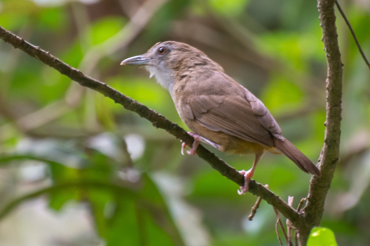 Abbott's Babbler - ML618881127