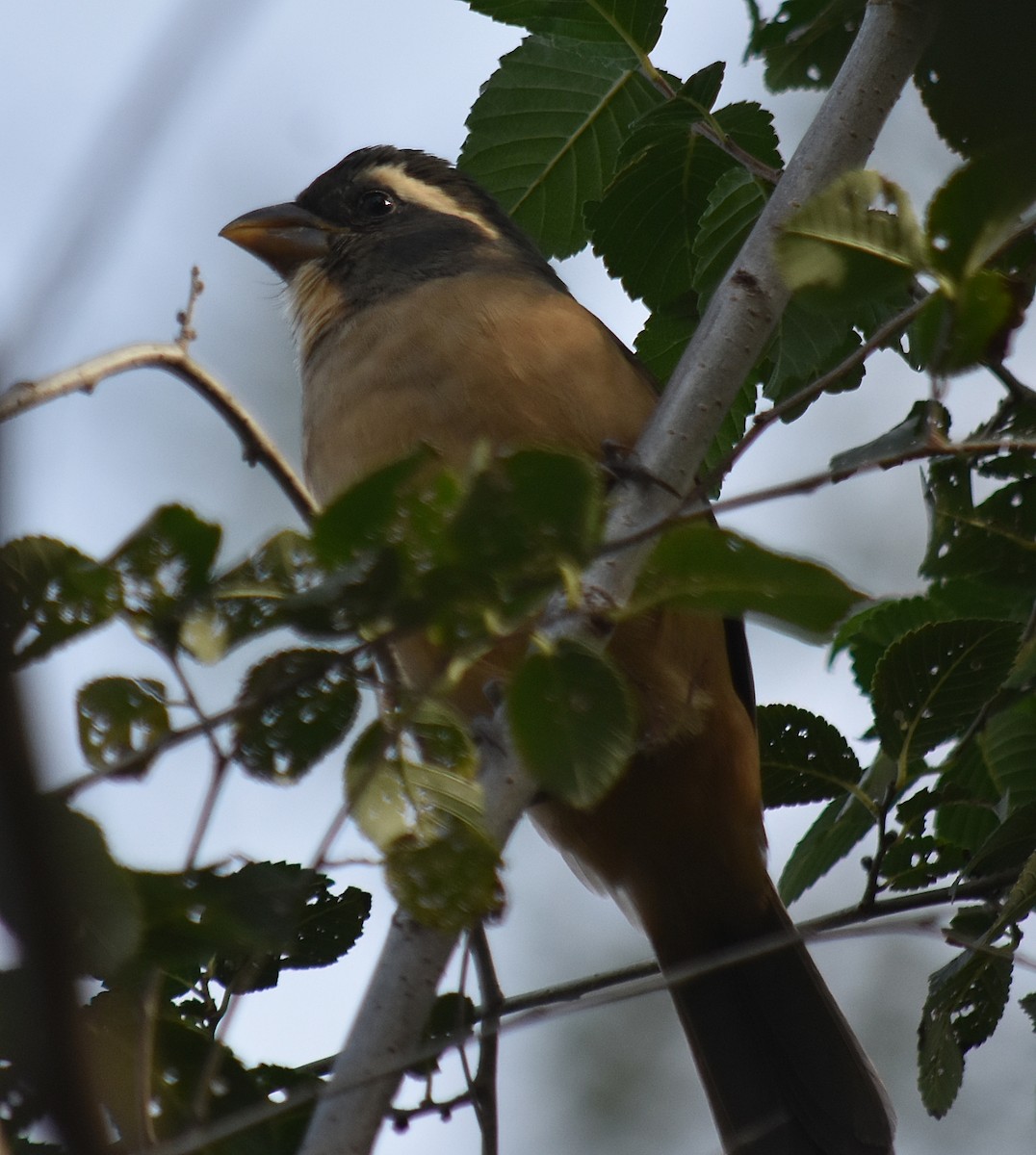 Golden-billed Saltator - andres ebel