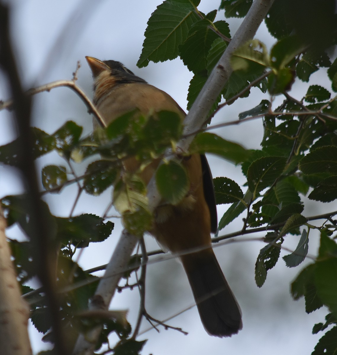 Golden-billed Saltator - andres ebel