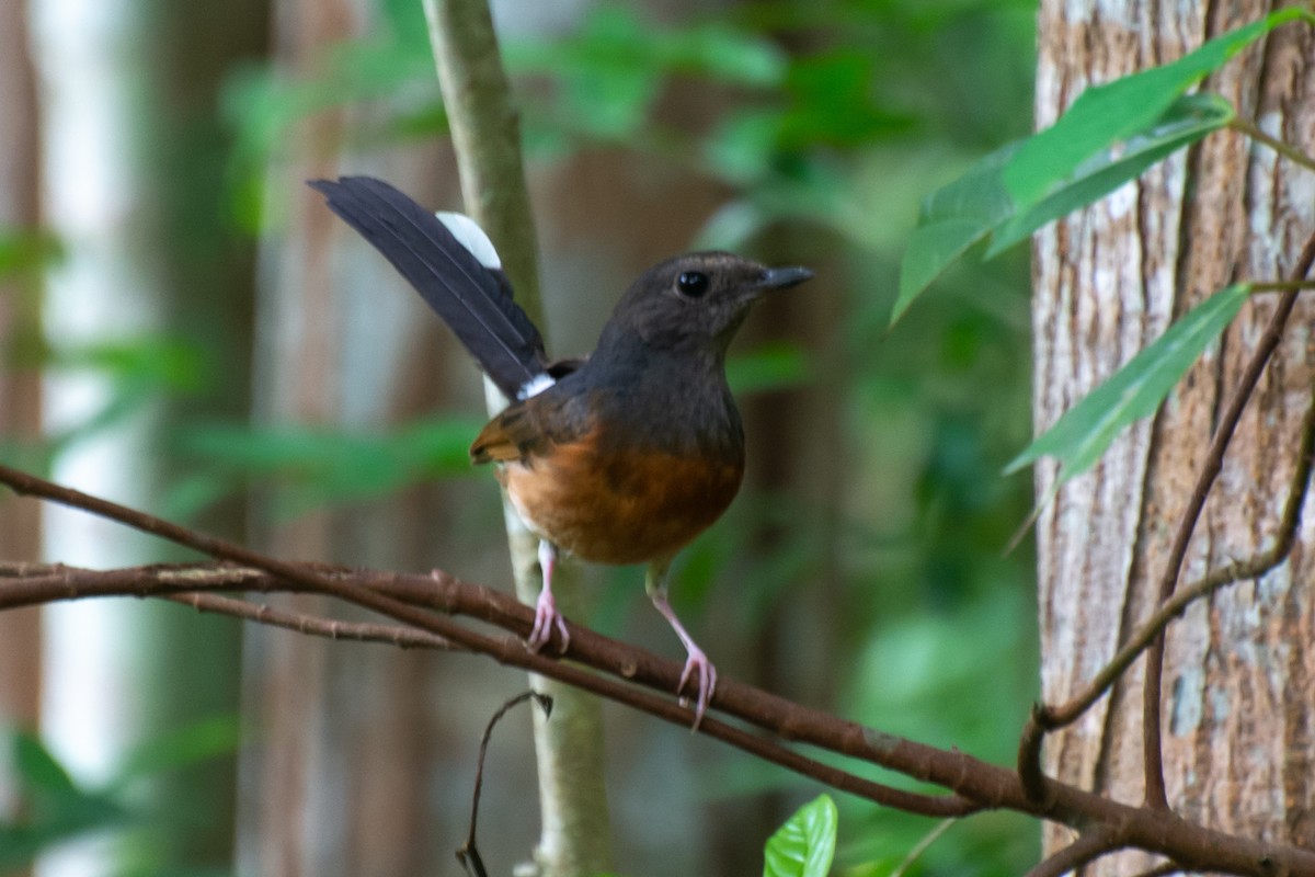 White-rumped Shama - ML618881149