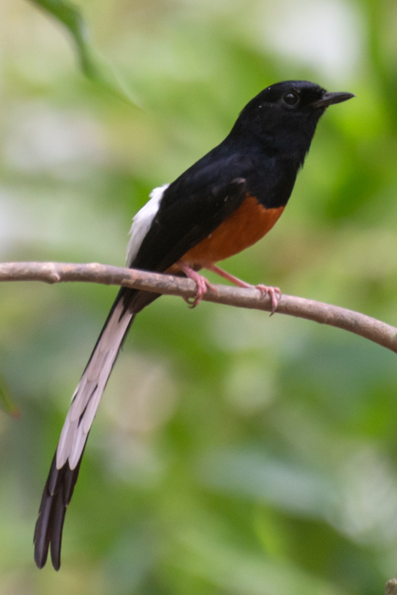 White-rumped Shama - ML618881152