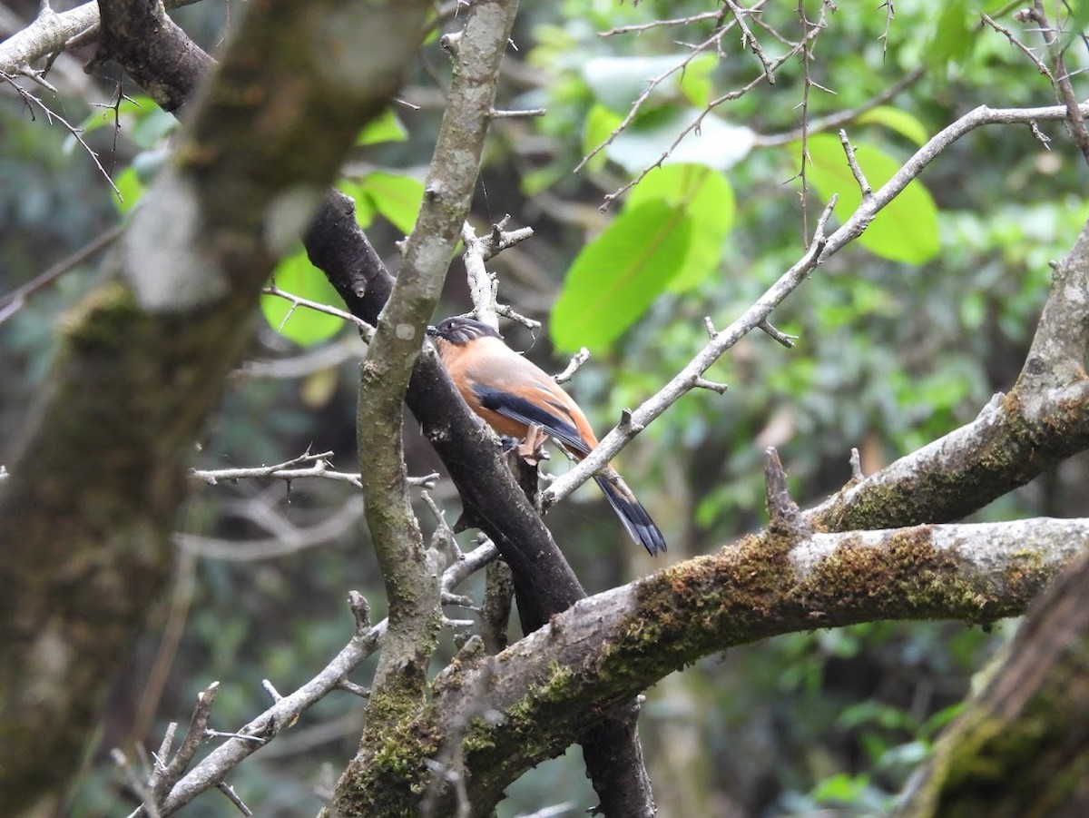 Rufous Sibia - Vidur Osuri