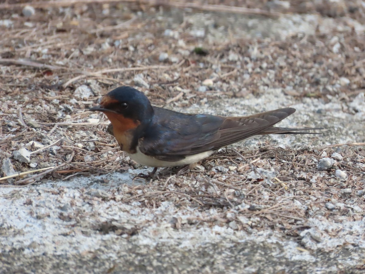 Barn Swallow - 韋勳 陳