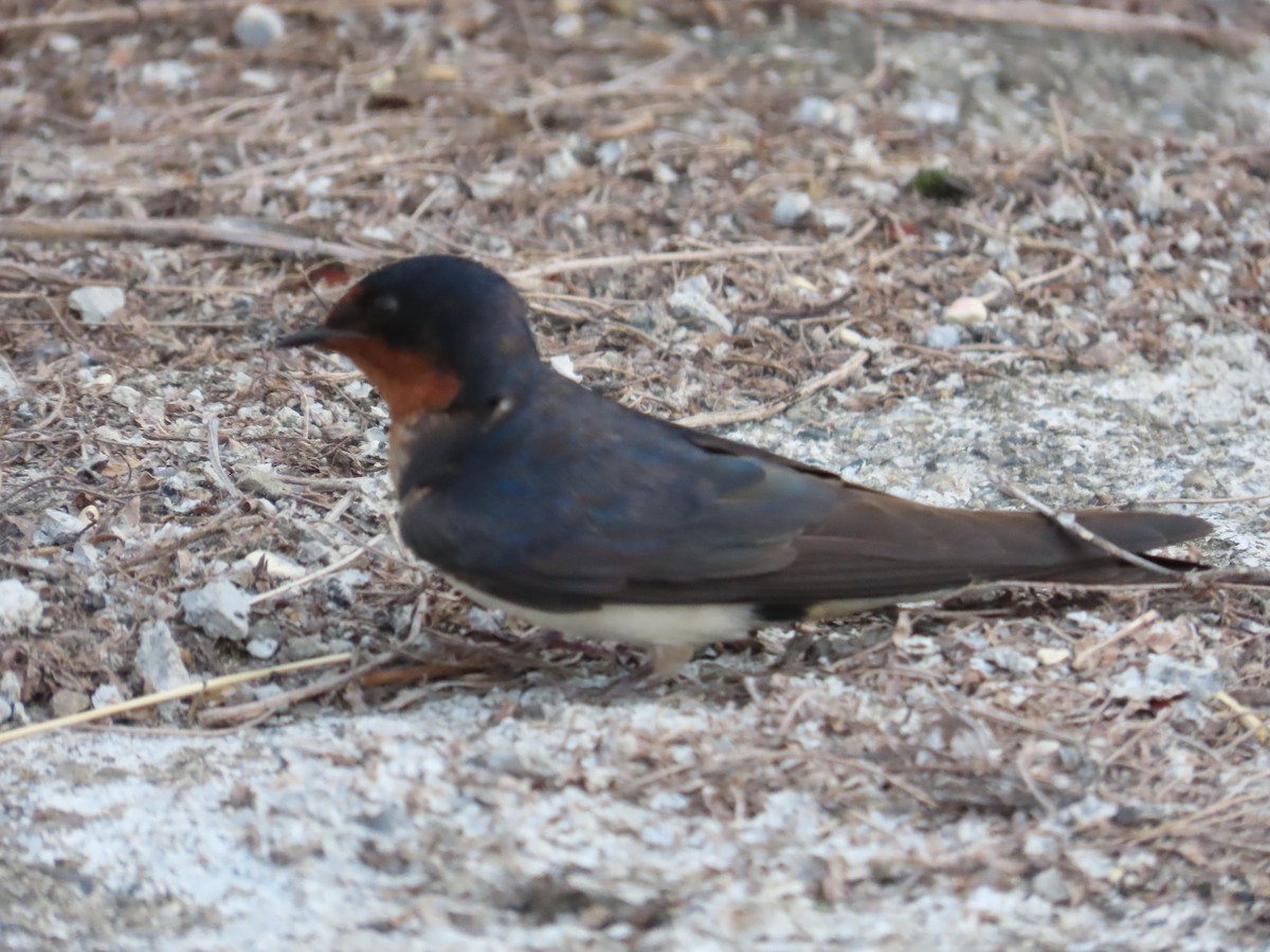 Barn Swallow - 韋勳 陳