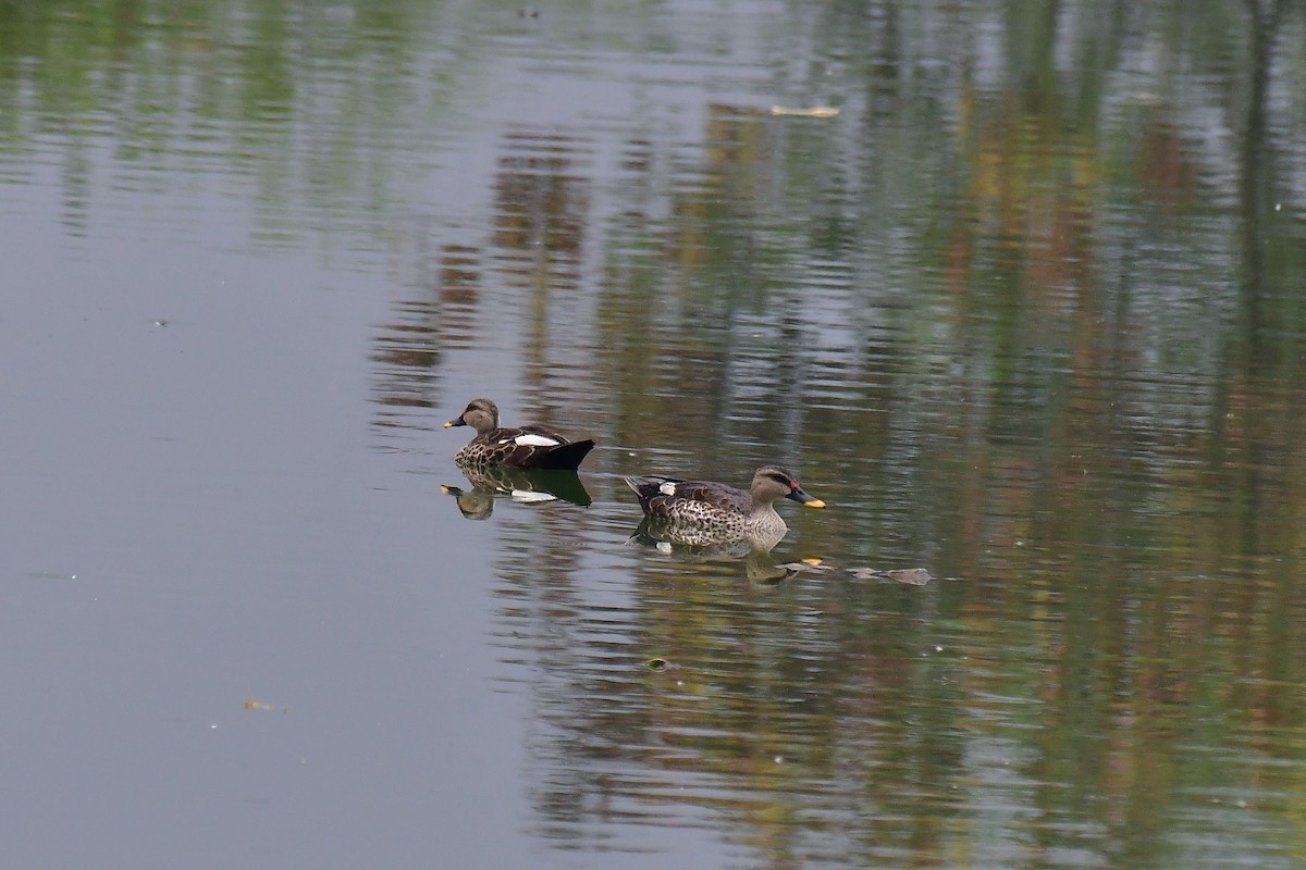 Indian Spot-billed Duck - Sathish Ramamoorthy