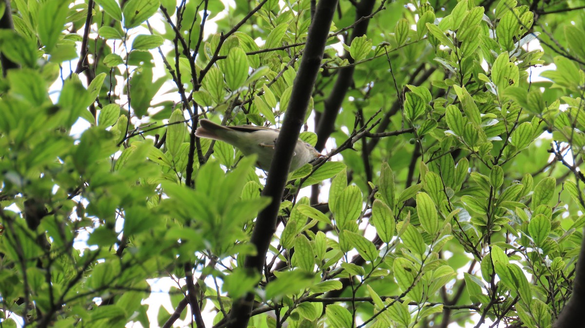 Arctic Warbler - Mu-Ming Lin