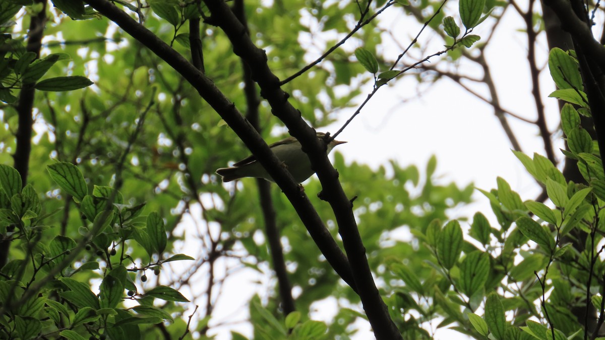 Arctic Warbler - Mu-Ming Lin