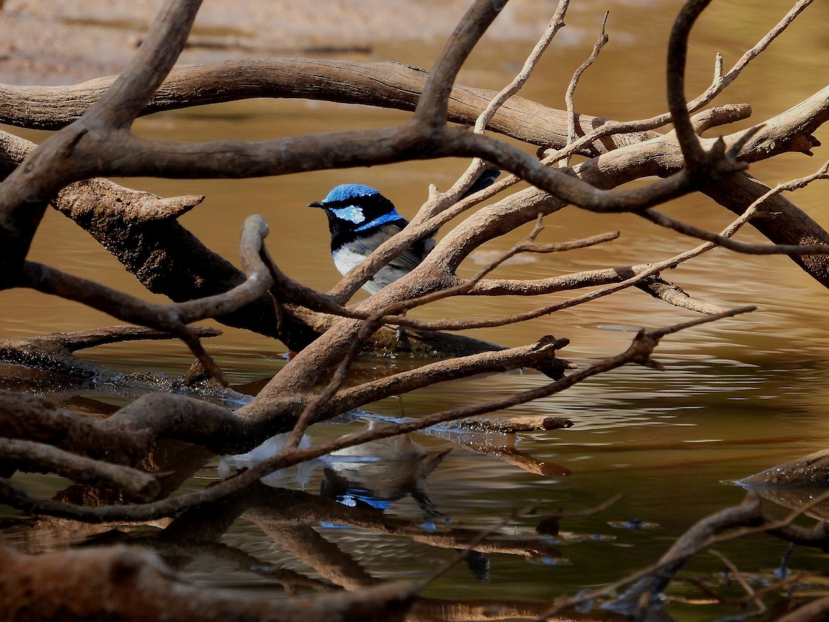 Superb Fairywren - ML618881186