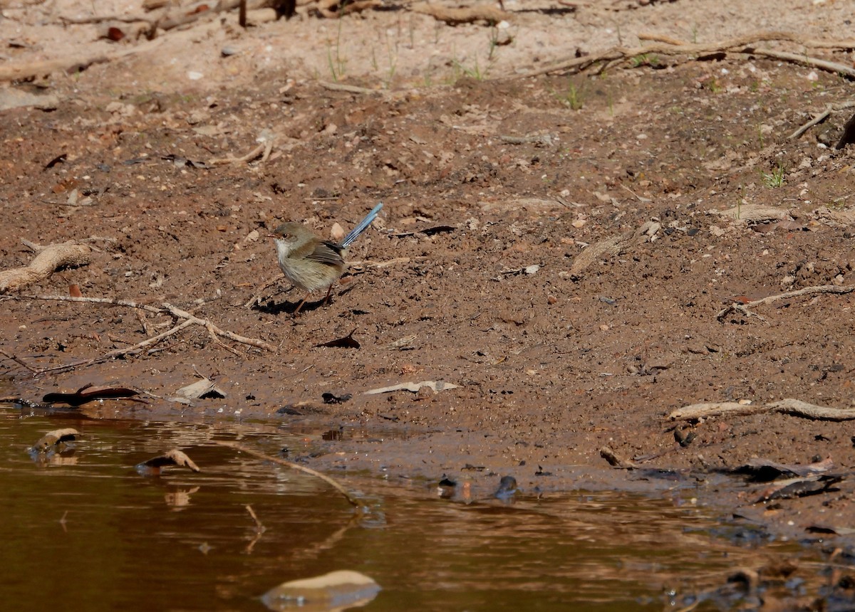 Superb Fairywren - Joanne Thompson