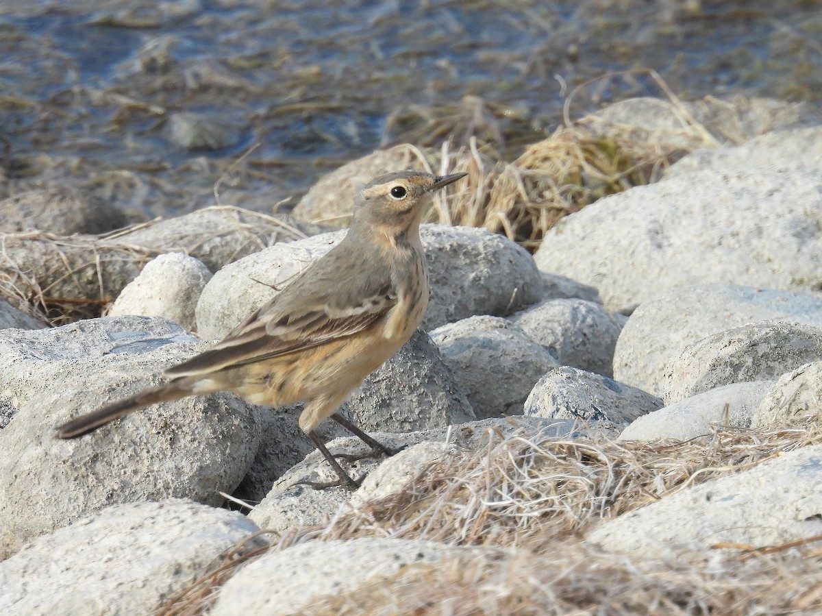 American Pipit - hv hughes