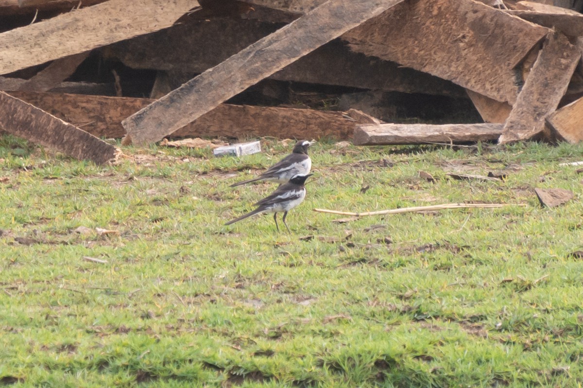 White-browed Wagtail - ML618881215