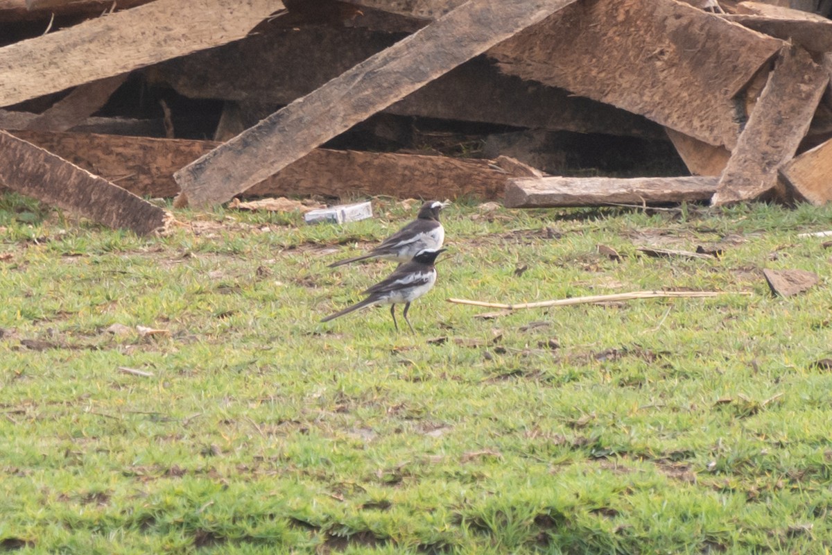 White-browed Wagtail - Abdul Mazid Shah