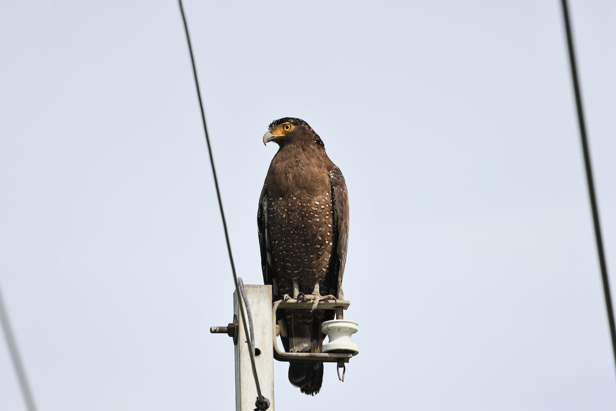 Crested Serpent-Eagle - Peter Chen