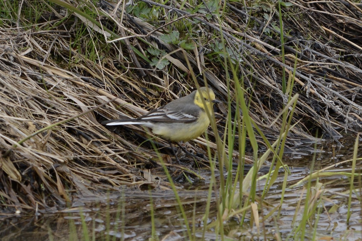 Citrine Wagtail - Anton Kornilov