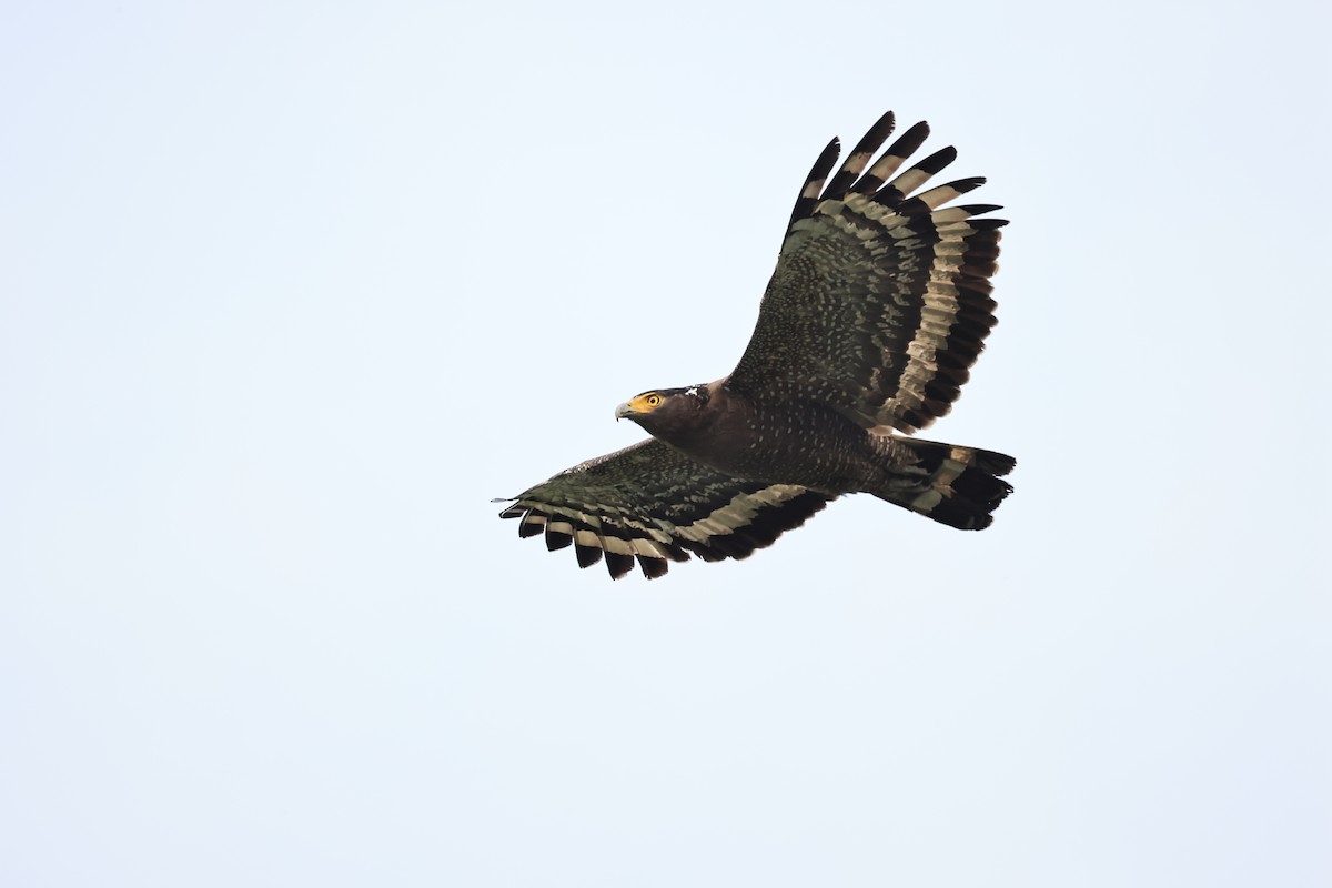 Crested Serpent-Eagle - ML618881231