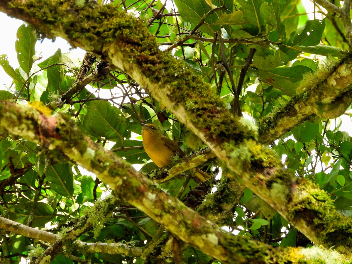 Summer Tanager - Jairo Hernán Céspedes López