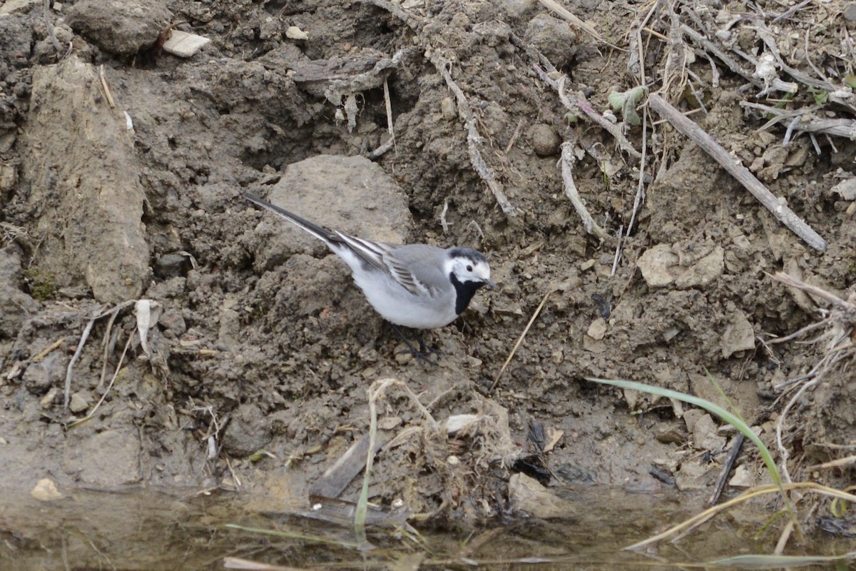 White Wagtail - Anton Kornilov