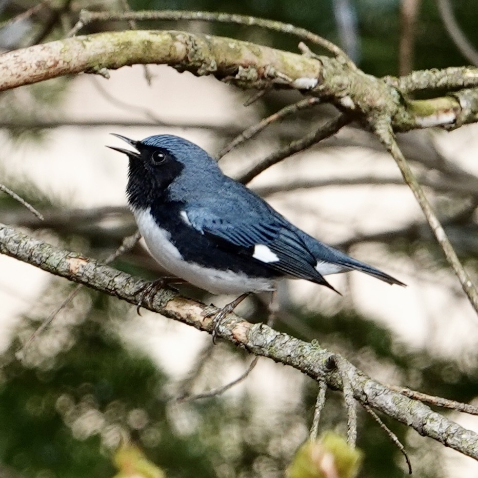 Black-throated Blue Warbler - Luce Chamard