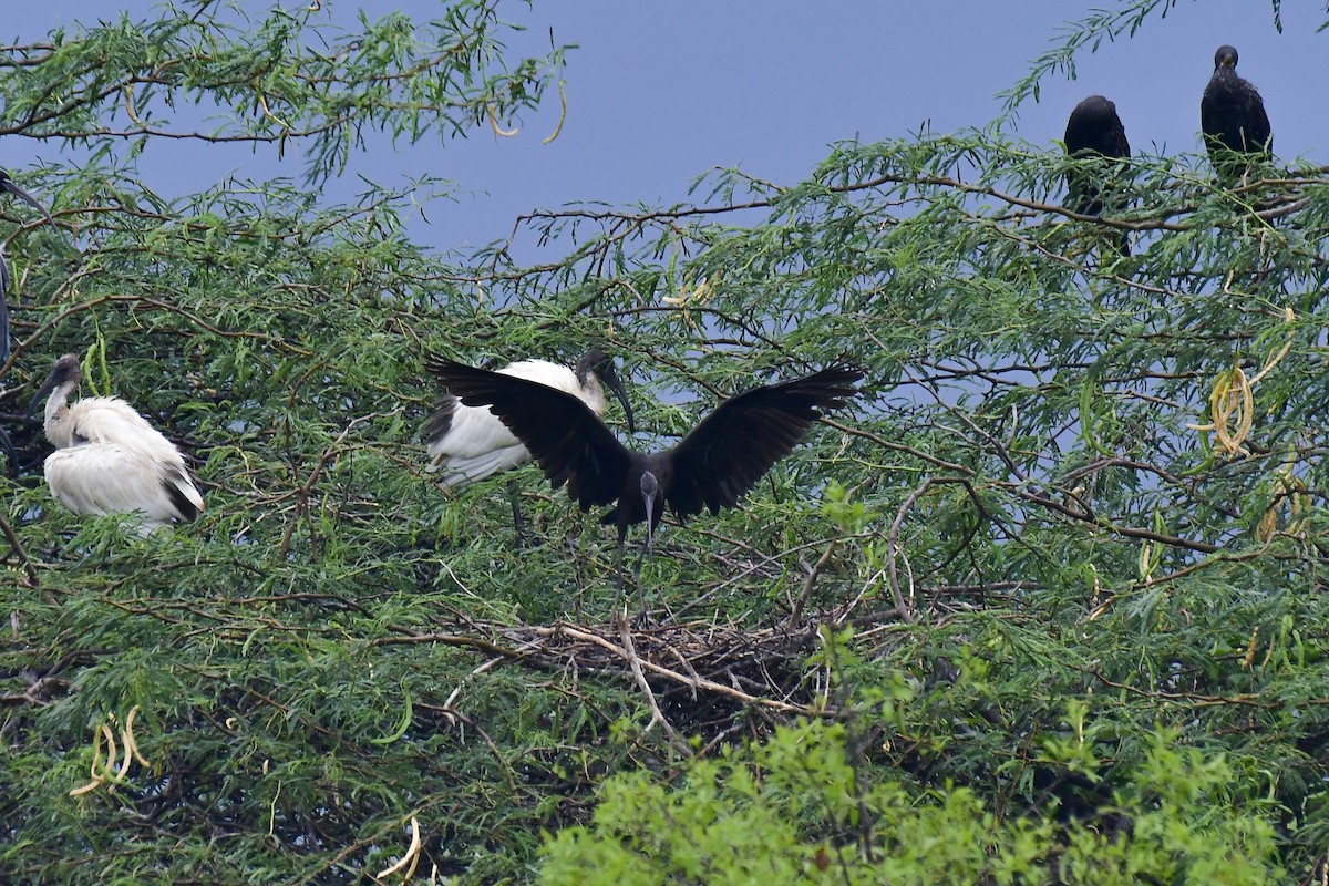 Glossy Ibis - ML618881257