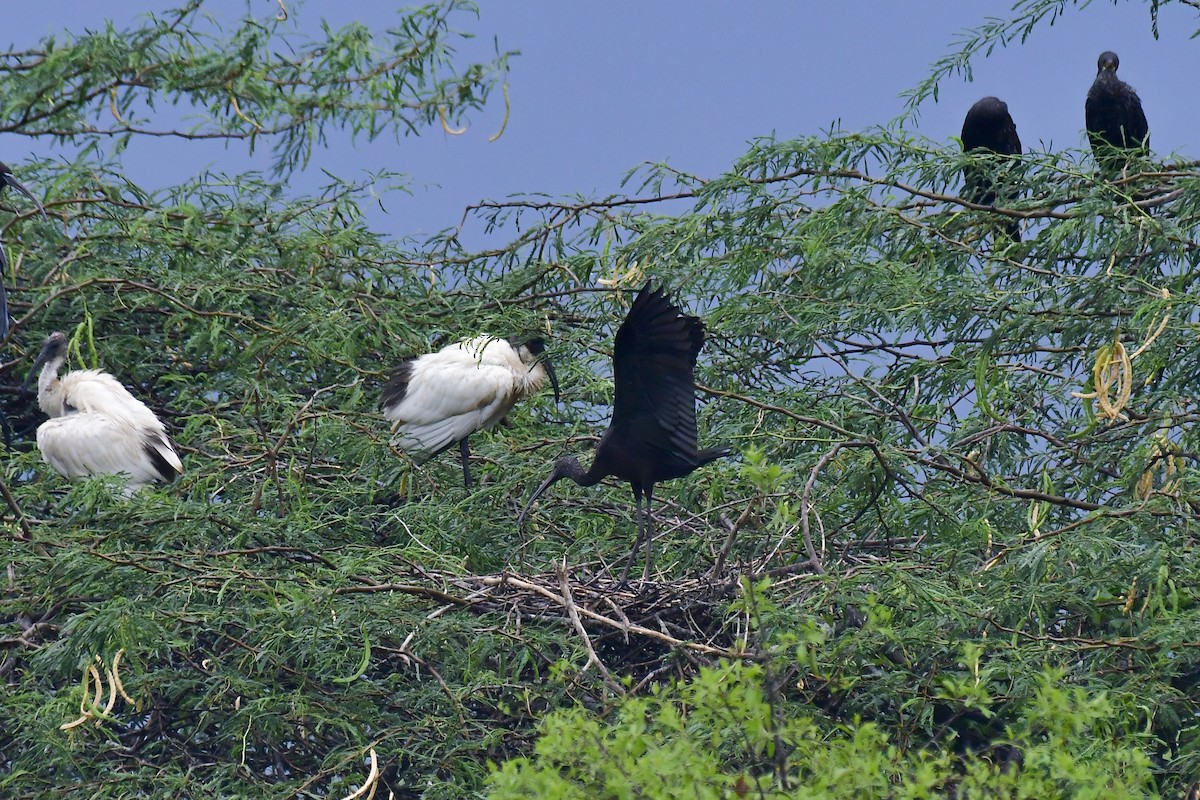 ibis hnědý - ML618881258