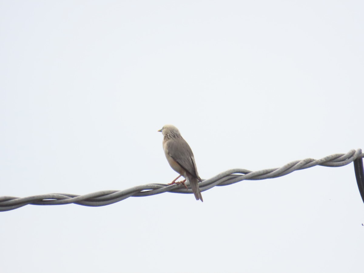 Chestnut-tailed Starling - 韋勳 陳