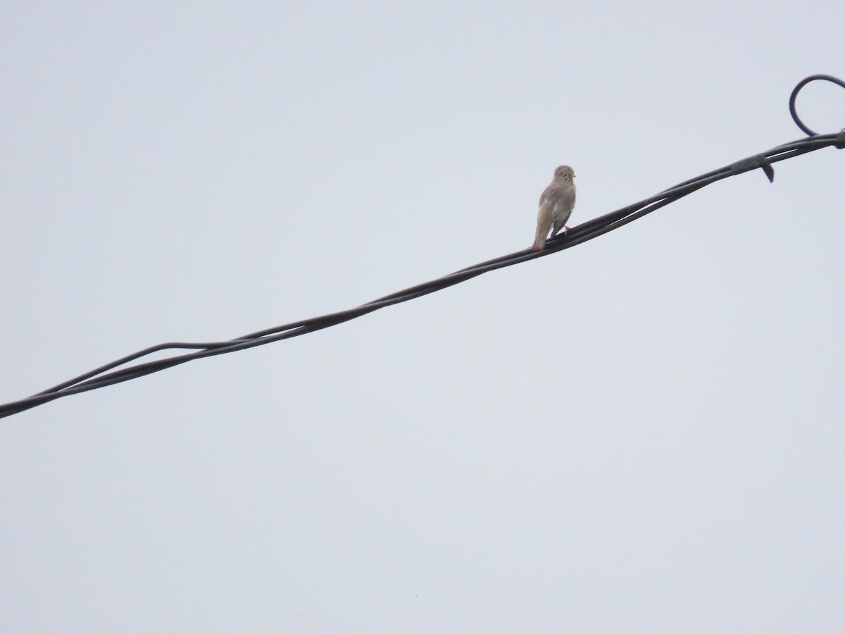 Chestnut-tailed Starling - 韋勳 陳