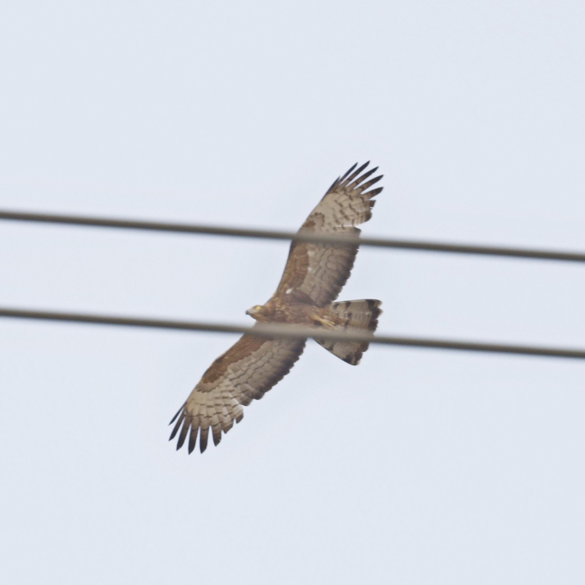 Oriental Honey-buzzard - Steve Mannix