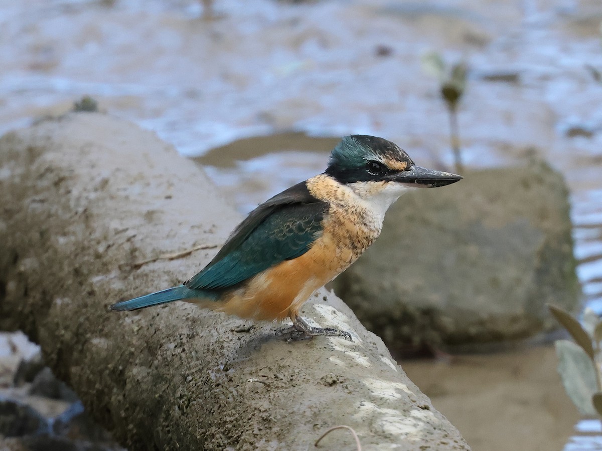 Sacred Kingfisher - ML618881298