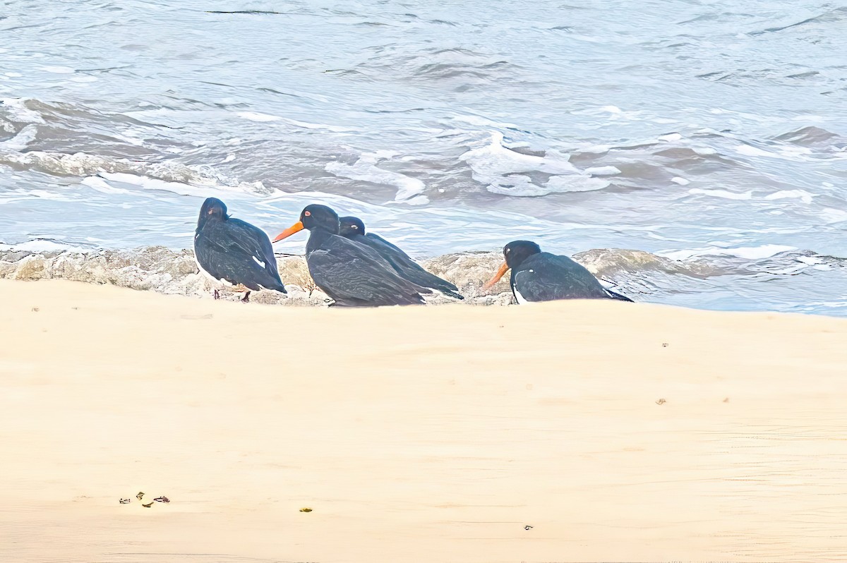 Sooty Oystercatcher - Alfons  Lawen