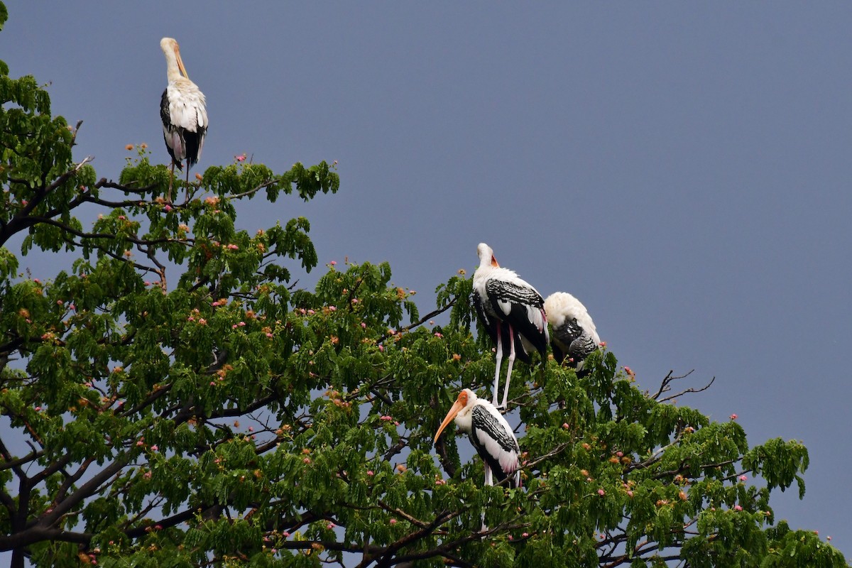 Painted Stork - Sathish Ramamoorthy