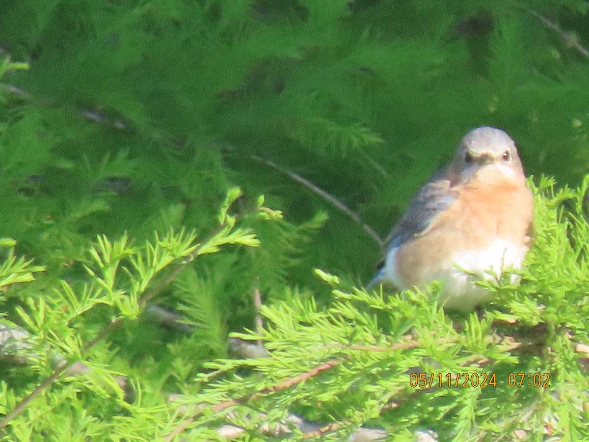 Eastern Bluebird - Leon Book