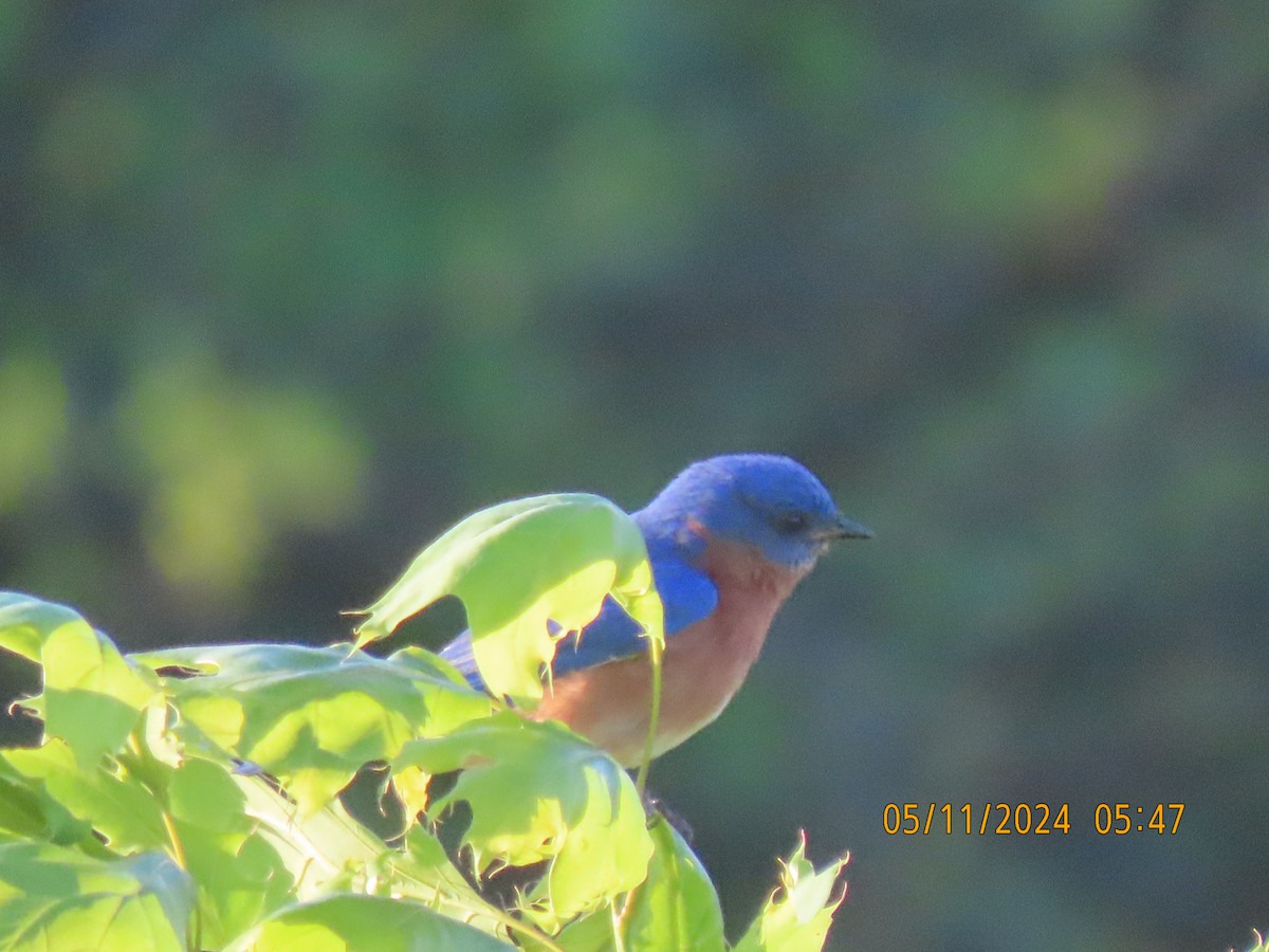 Eastern Bluebird - Leon Book