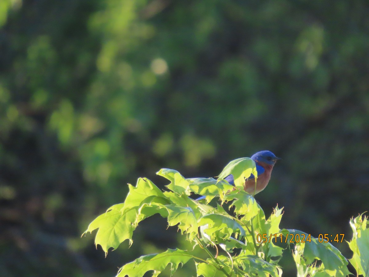 Eastern Bluebird - Leon Book