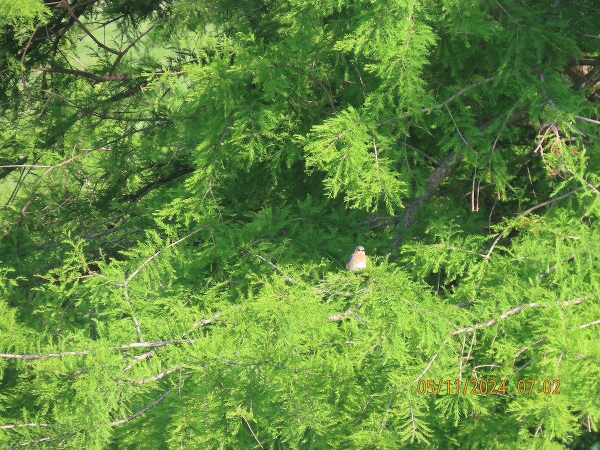 Eastern Bluebird - Leon Book