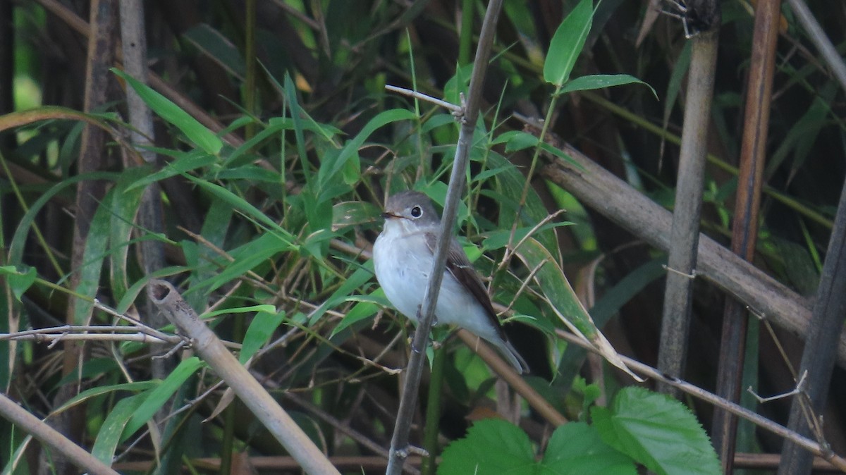 Asian Brown Flycatcher - ML618881344