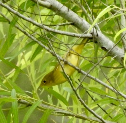 Yellow Warbler - ML618881350