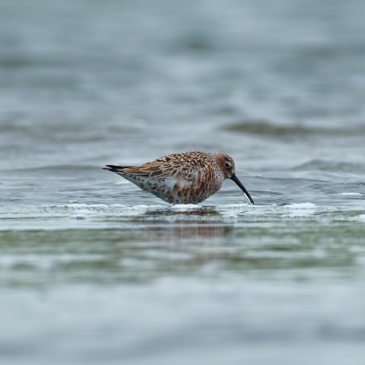 Curlew Sandpiper - Metehan Arın