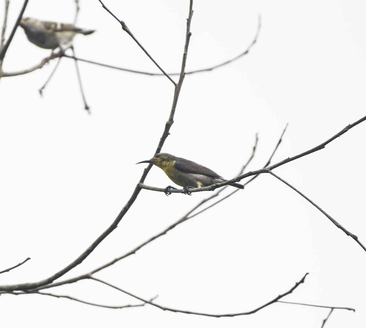 Green-tailed Sunbird - Hitomi Ward