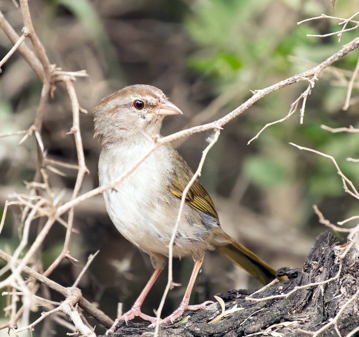 Olive Sparrow - Scott Berglund