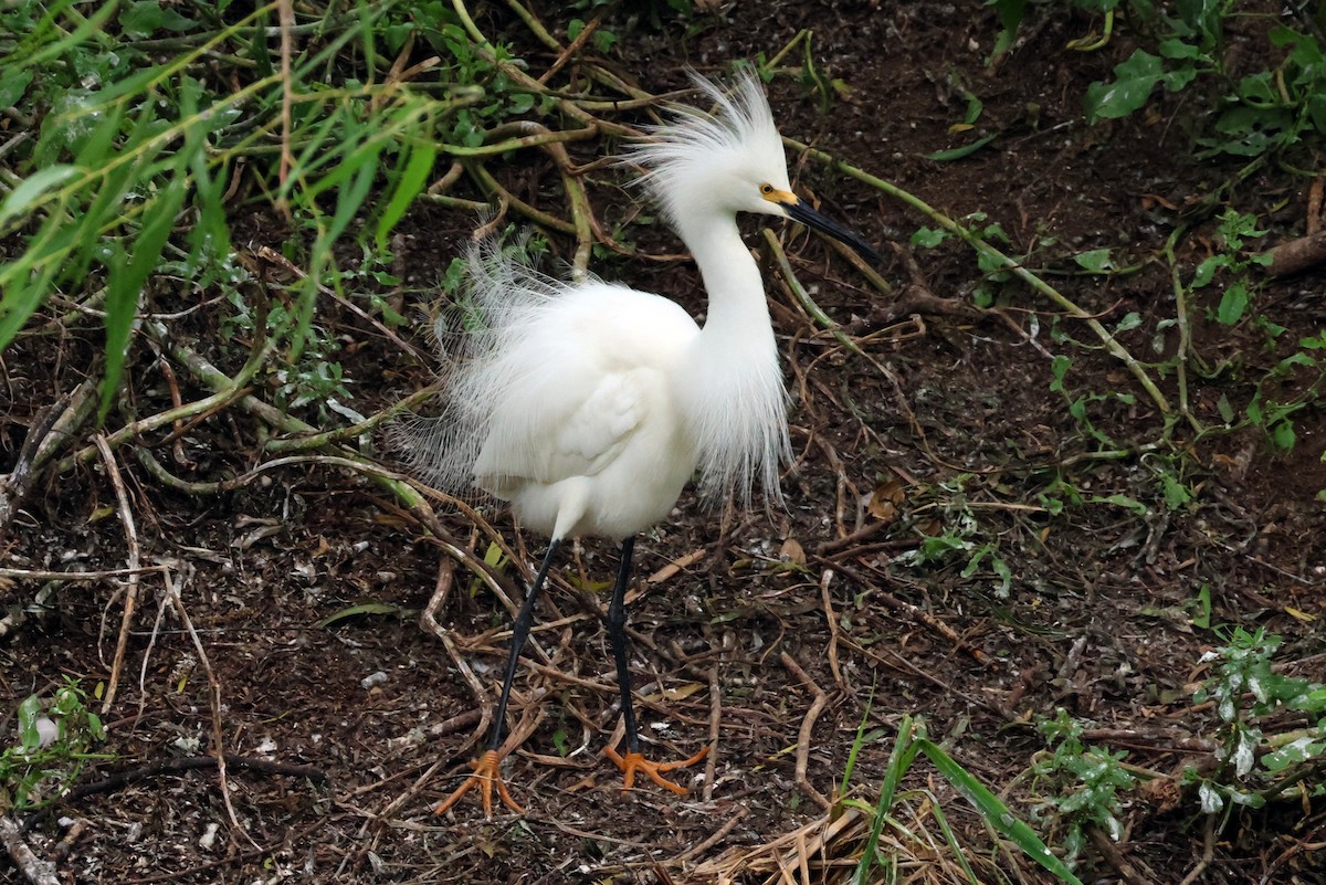 Snowy Egret - Vern Bothwell