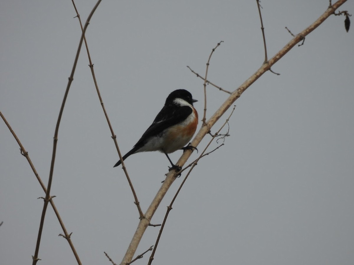 Siberian Stonechat - Vidur Osuri