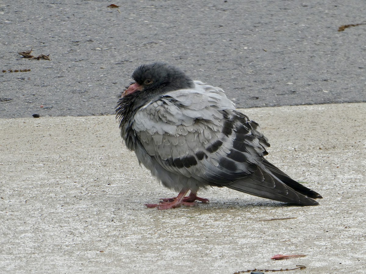 Сизый голубь (Одомашненного типа) - ML618881406