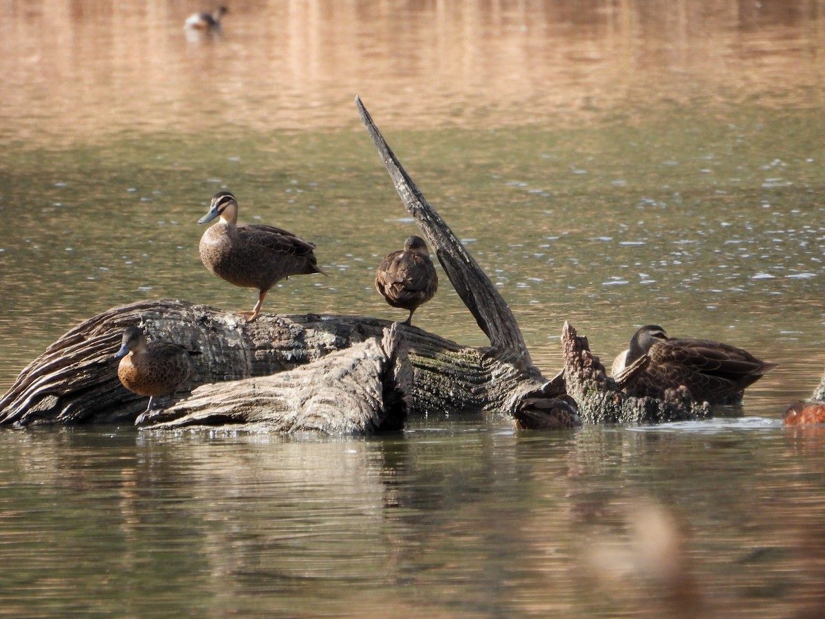 Pacific Black Duck - Joanne Thompson