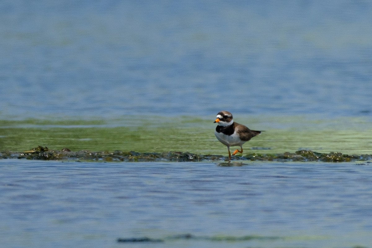 Common Ringed Plover - Metehan Arın