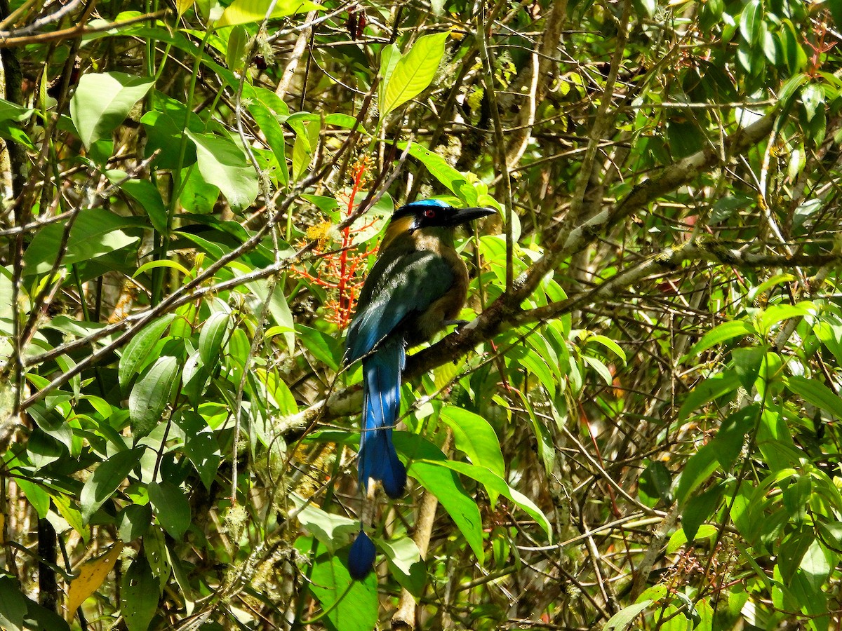 Andean Motmot - Jairo Hernán Céspedes López